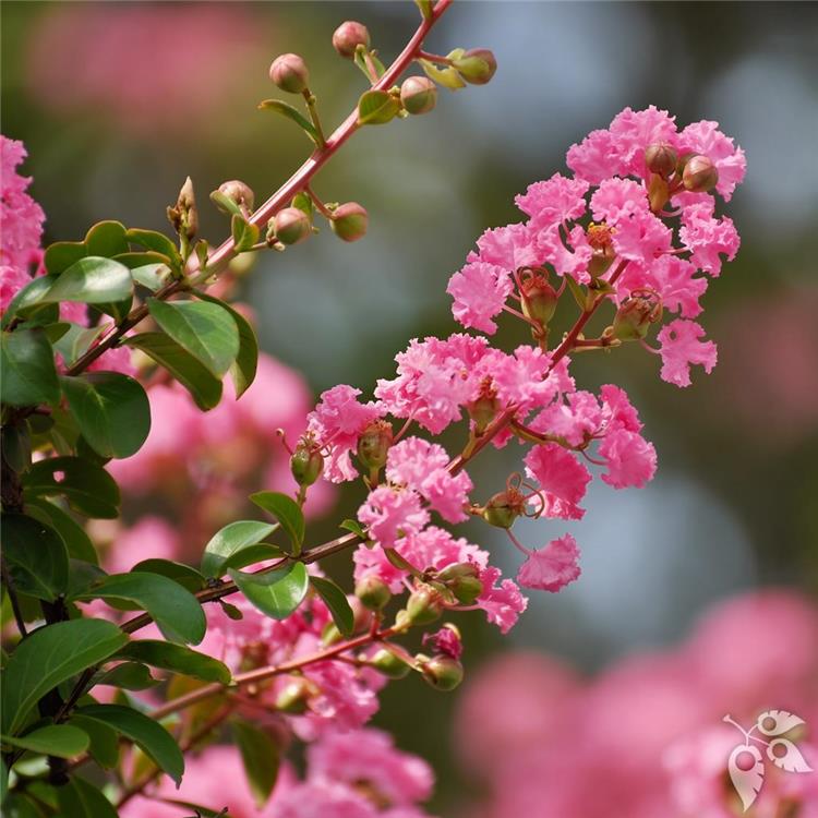 Crape Myrtle 15g