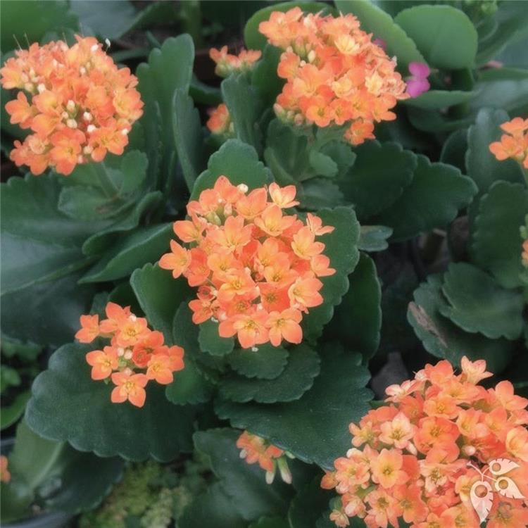 Kalanchoe SEASONAL 4.5"