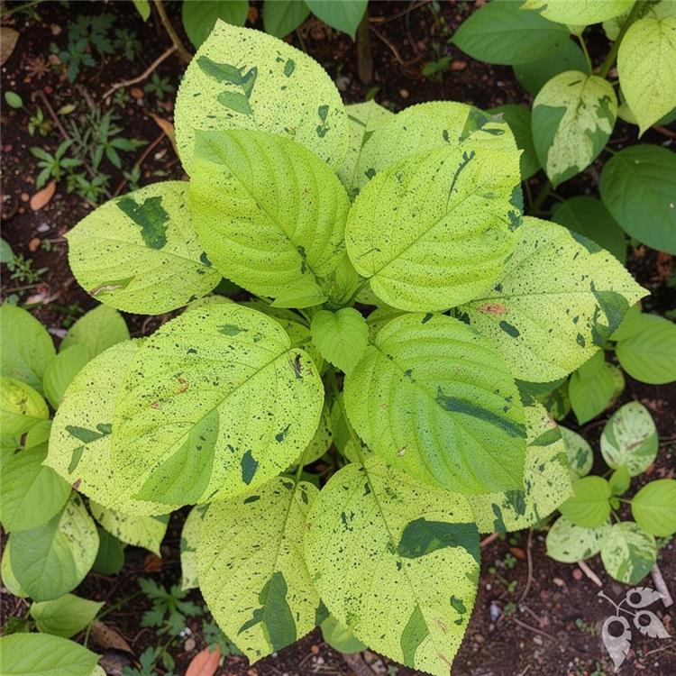 Copperleaf Java White 7g