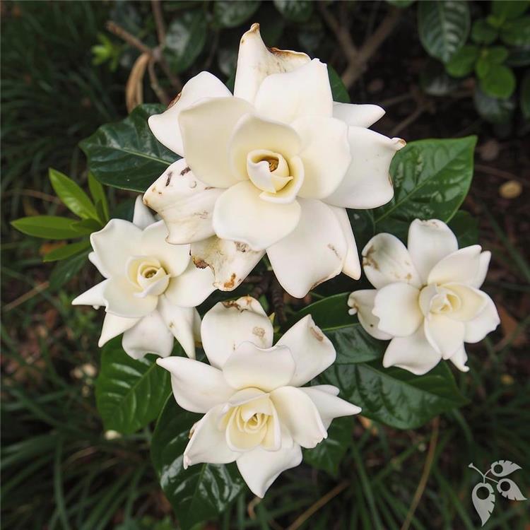 Gardenia Miami Supreme Std Grafted 15g