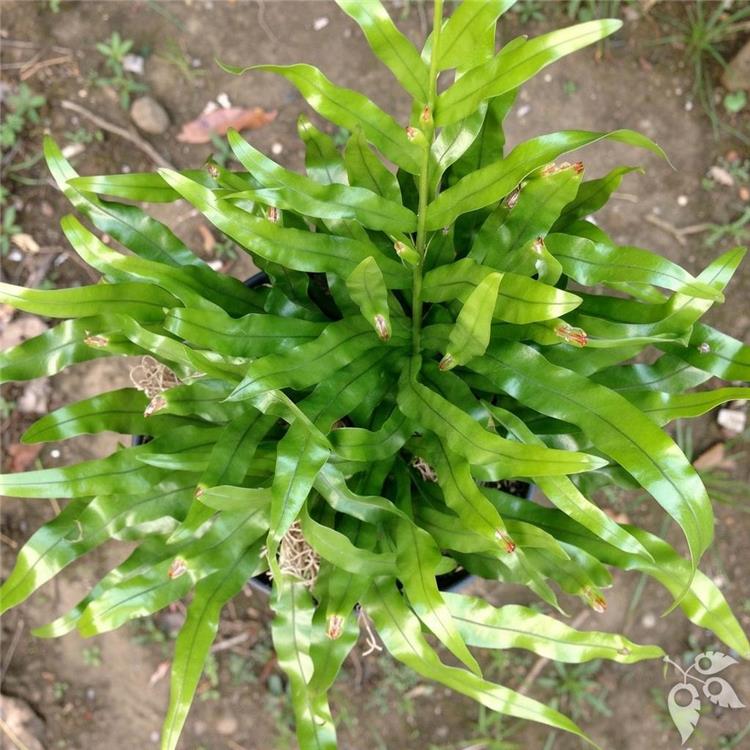 Fern Wart/Kangaroo 1g
