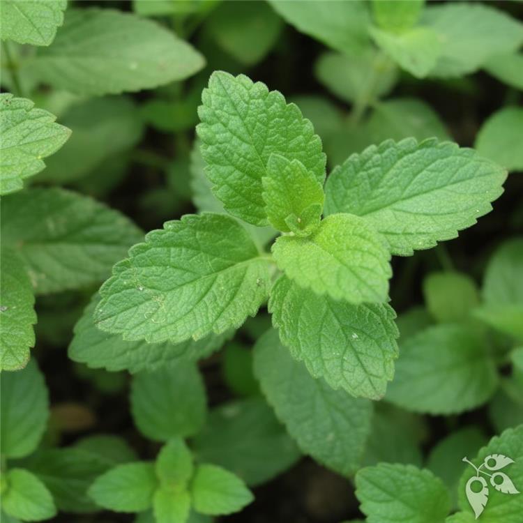 Mint Spearmint UA 1G