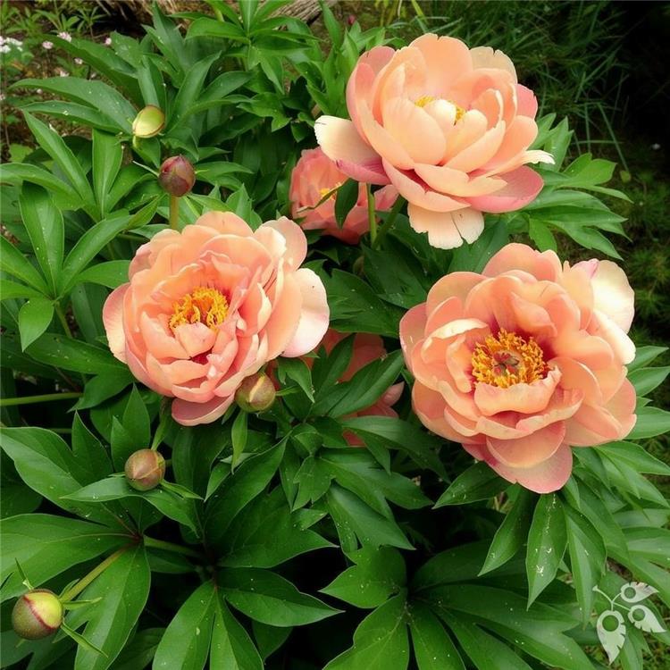 Peony, Itoh 'Peach-A-Licious'#5