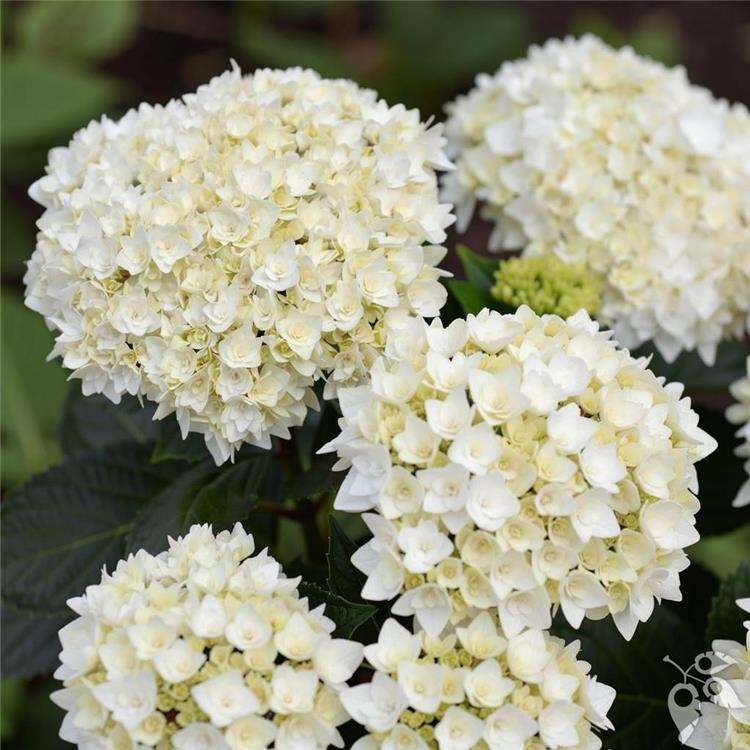 Hydrangea, Bigleaf 'Endless Summer Dream Cloud' #2 #2 Pot