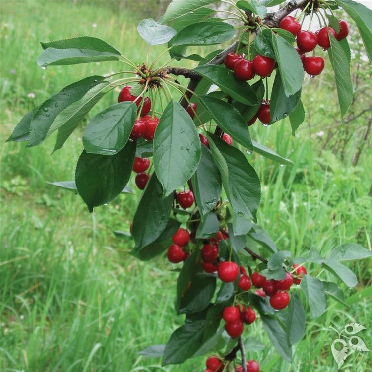 Cherry, 'Sweet Cherry Pie' Sta #5