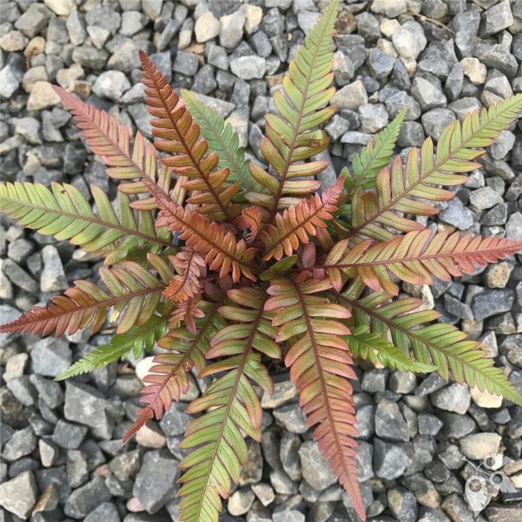 Fern Pteris Tri Color 6"