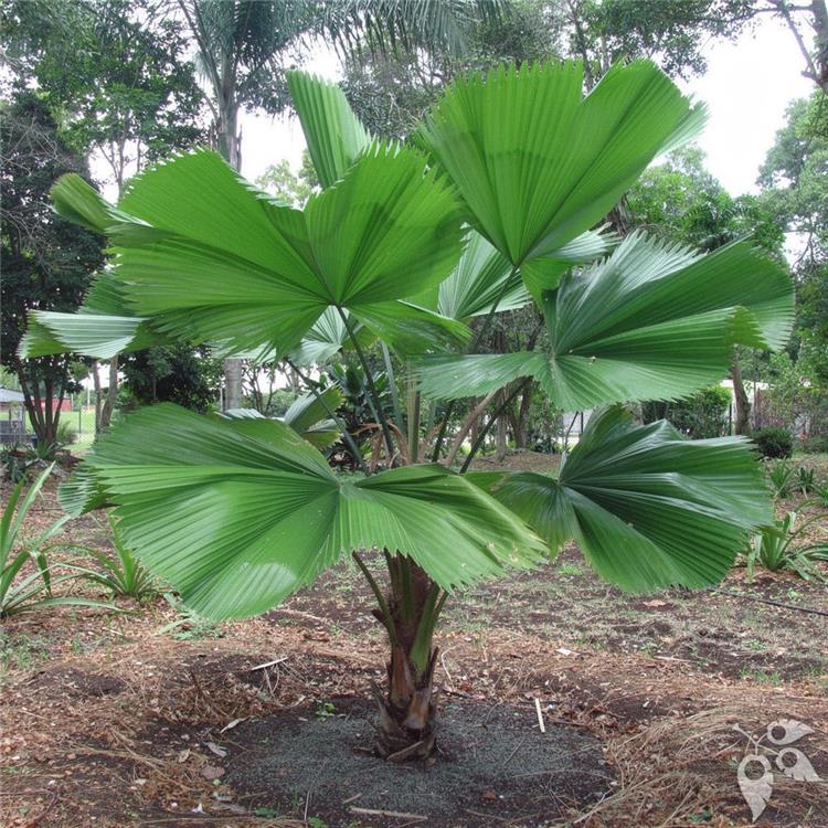 Palm Licuala Multi 14"