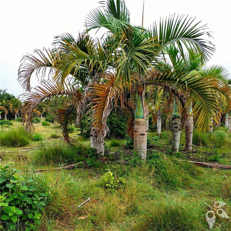 Palm Spindle 7g
