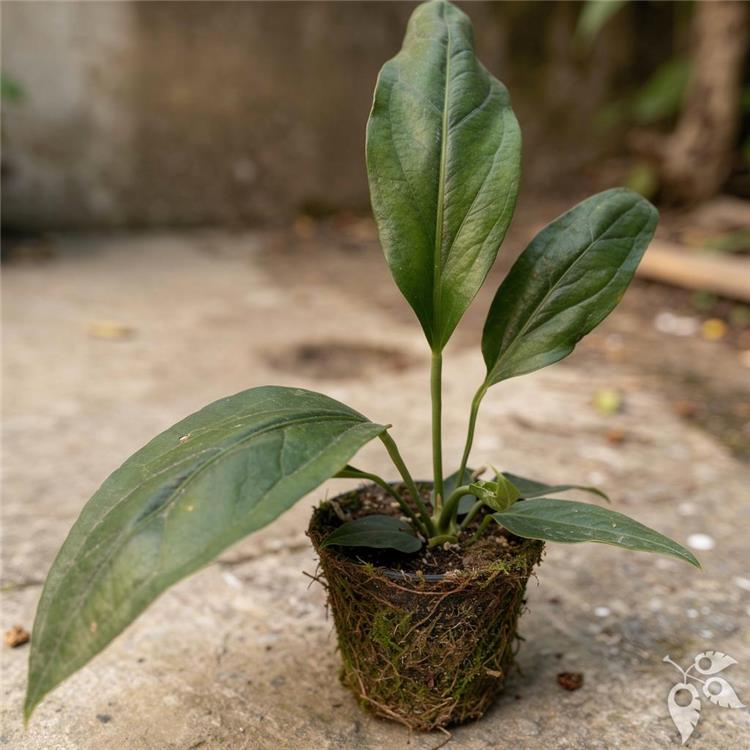 Anthurium Big Bill 6"