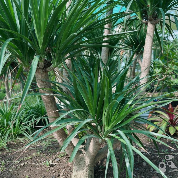 Dracaena Arborea 14"