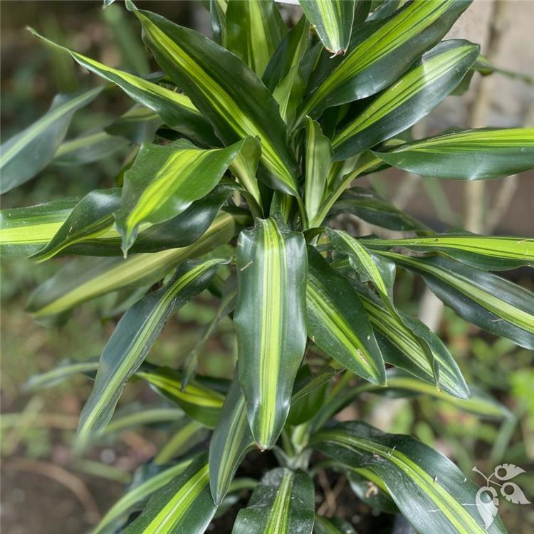 Dracaena Cintho Cane 3-2-1 10"