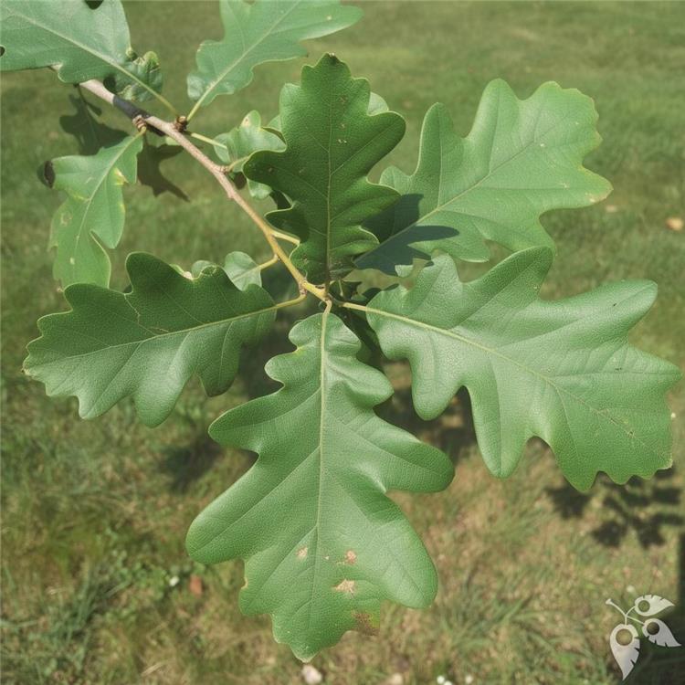 Oak, Burr #10