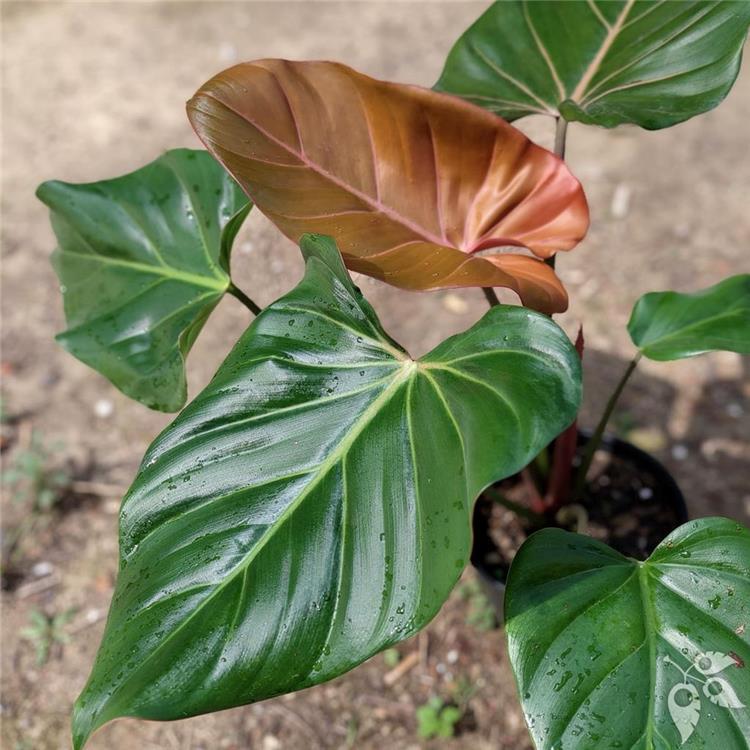 Philodendron Summer Glory 10"