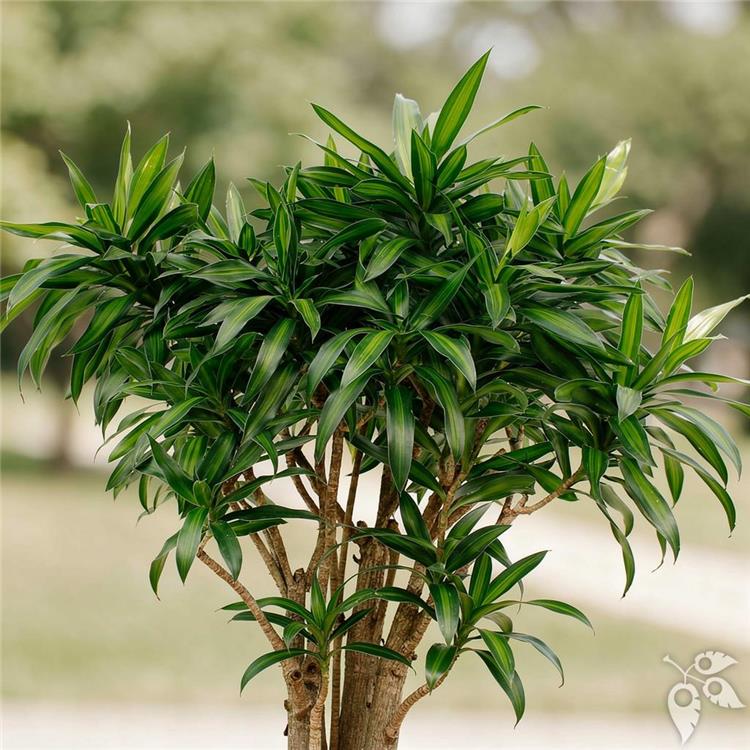Dracaena Reflexa Song of Jamaica 3g