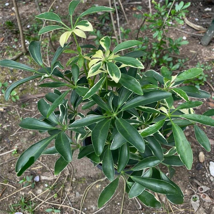 Arboricola Moondrop 6"