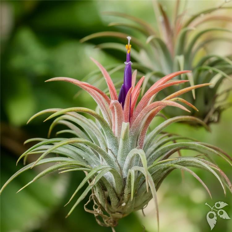 Bromeliad Tillands Spirit 4"