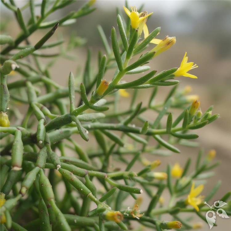 Hang Bskt Hatiora Salicornioides 'Dancing Bones' 8"