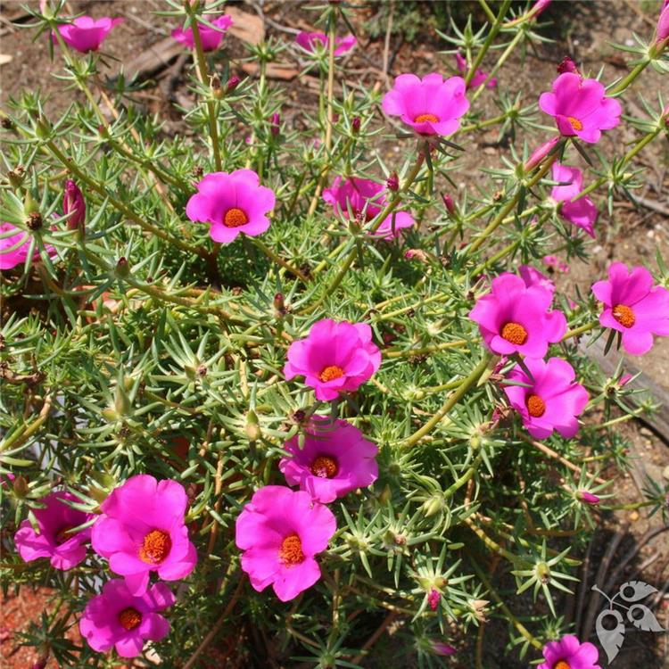 Purslane Samba rose 6"