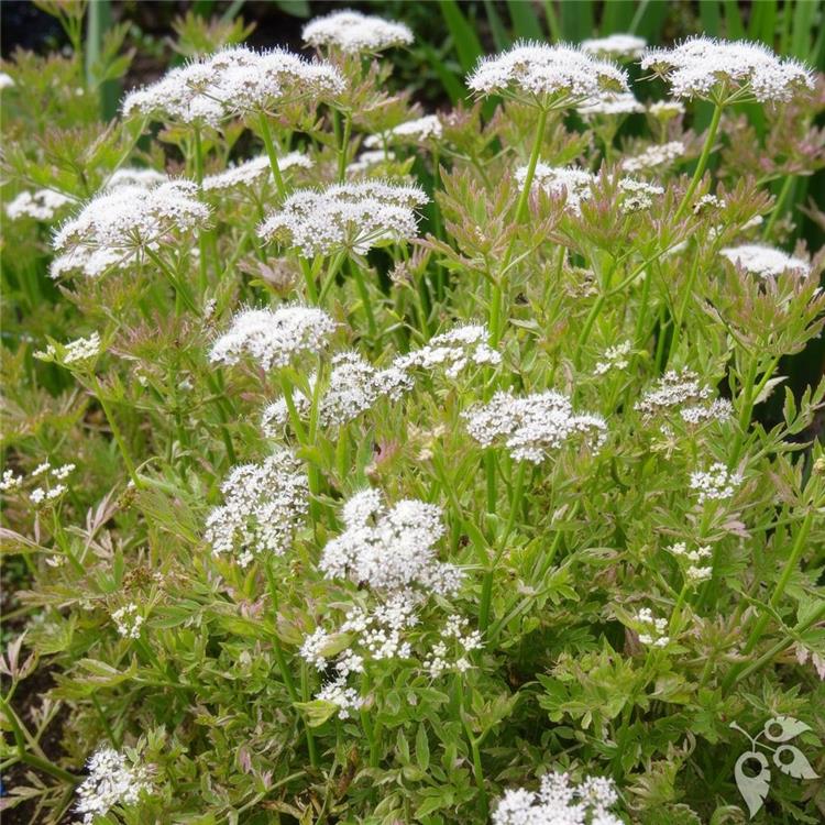 AQ Water Celery Variegated 5"