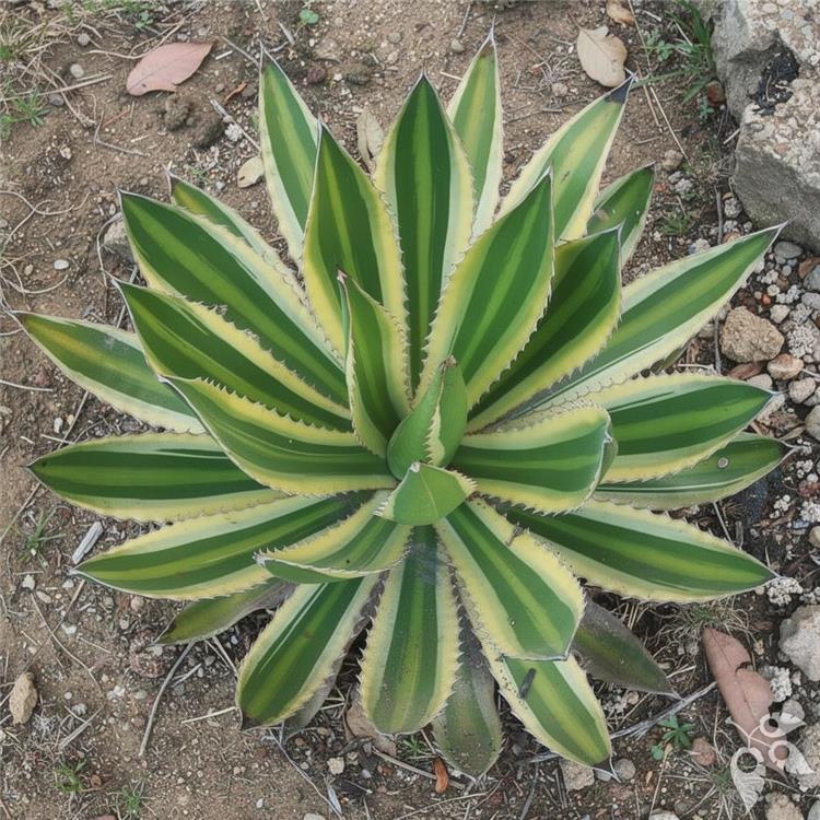 Agave lophantha Quadricolor 6"