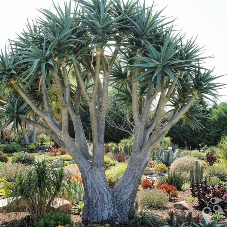 Aloe Hercules 10"