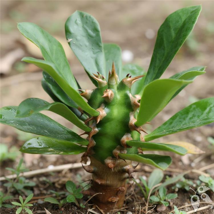 Euphorbia Poissonii 4"