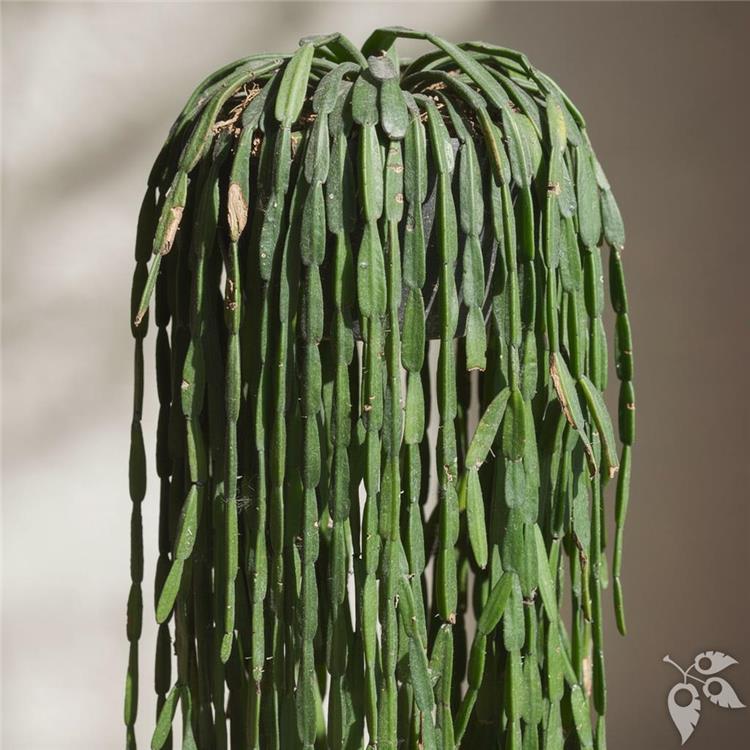 Hang Bskt Rhipsalis paradoxa 8"