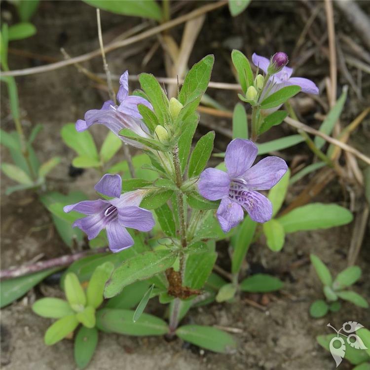 Twinflower 1g