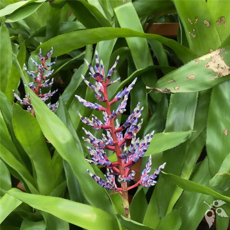 Bromeliad Aechmea Blue Dream 8"