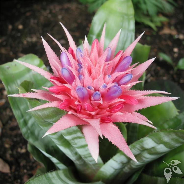 Bromeliad Aechmea Pink Tango 9"