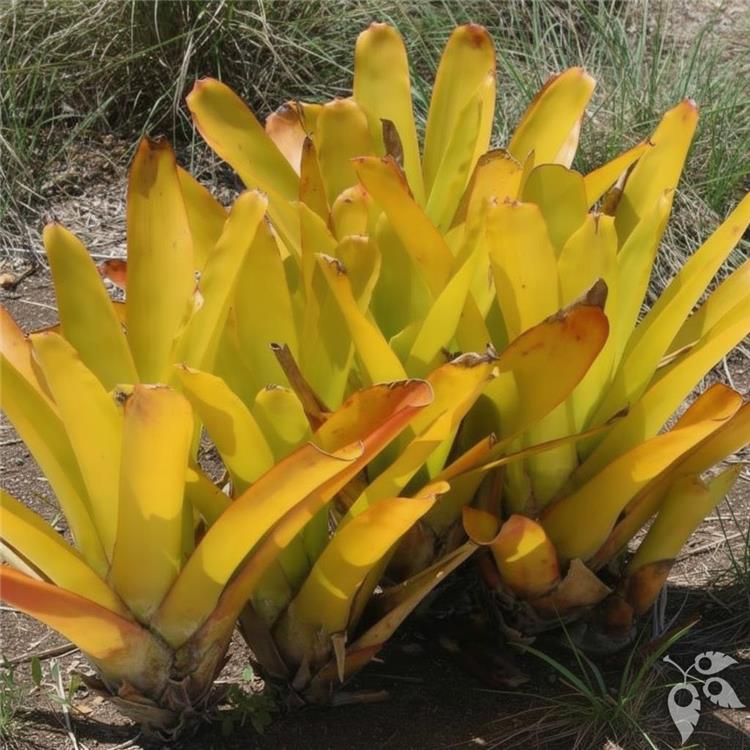 Bromeliad Aechmea Red Candles 8"