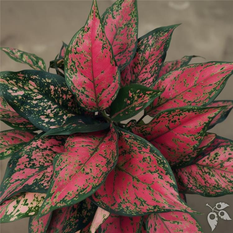 Aglaonema Very Red 6"