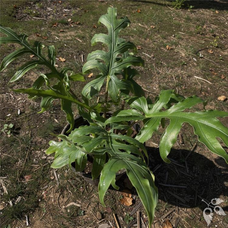 Alocasia Brancifolia 4"
