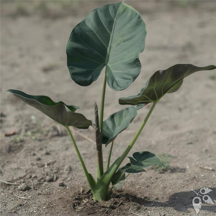 Alocasia Metalhead 14"