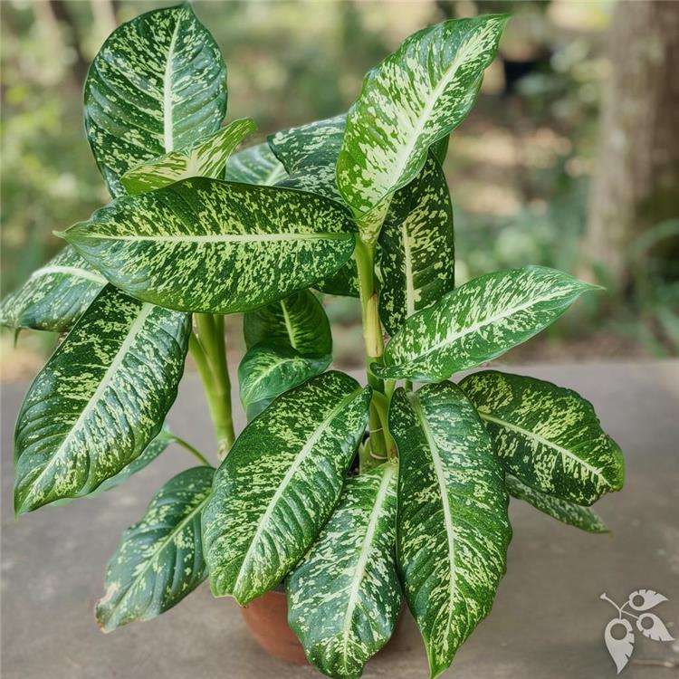 Dieffenbachia Mary 6"