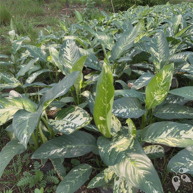 Dieffenbachia Puerto Rico 8"