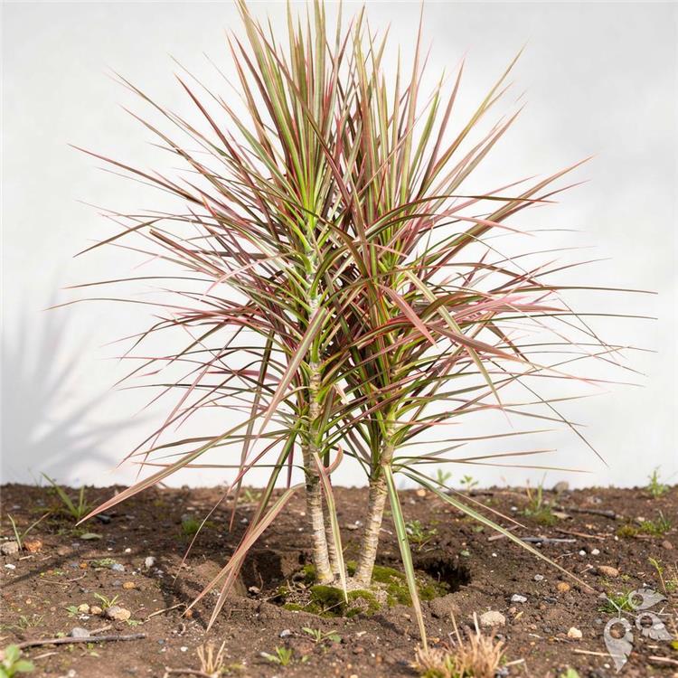 Dracaena marginata Colorama 10"