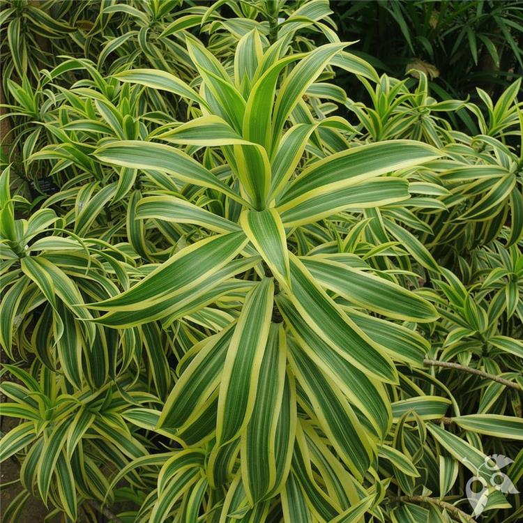 Dracaena Reflexa Song of India 3g
