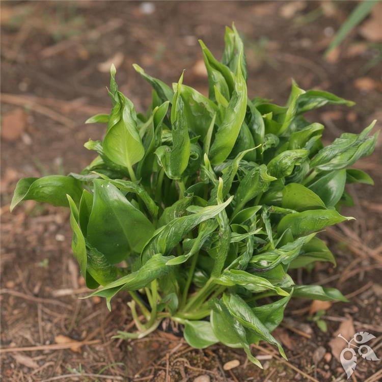 Pothos Shangri La 6"