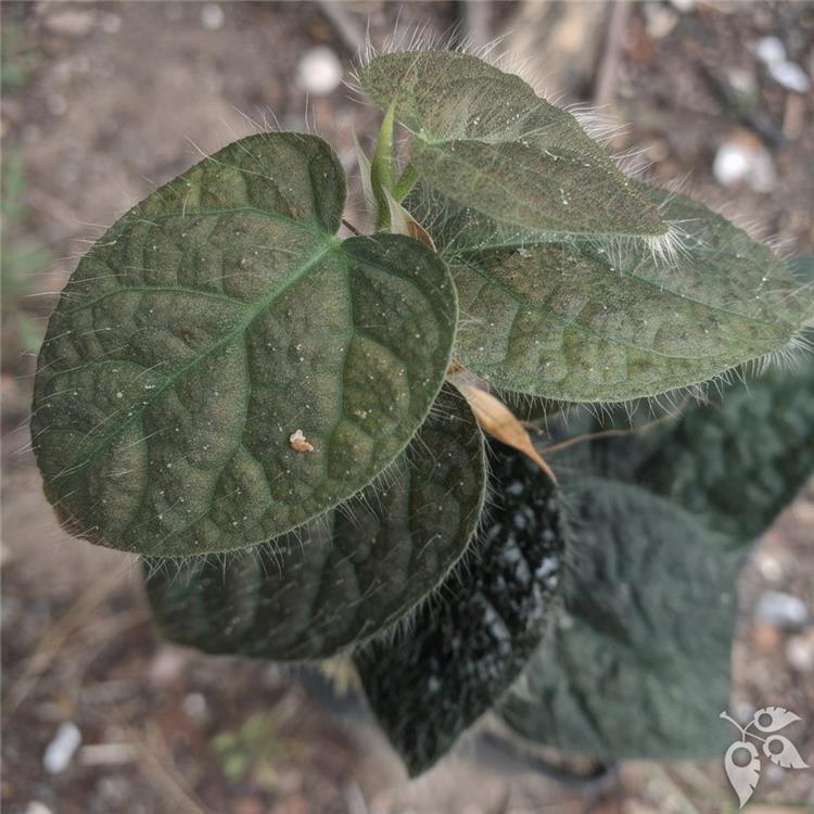 Ficus Villosa Totem 8"