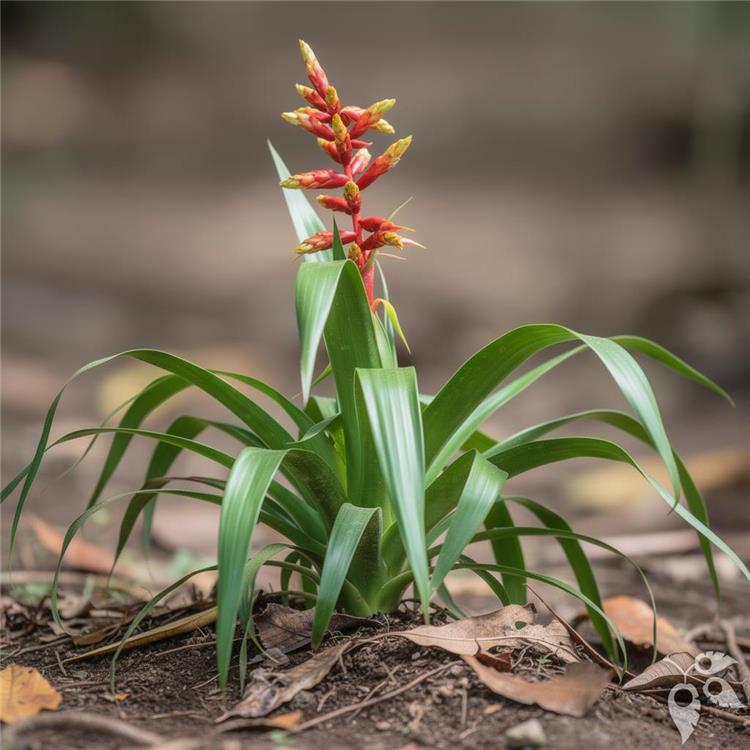 Bromeliad Guzmania Rebel 6"