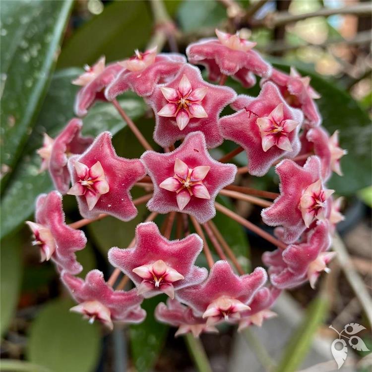 Hoya Pubicalyx Silver Spot 4"