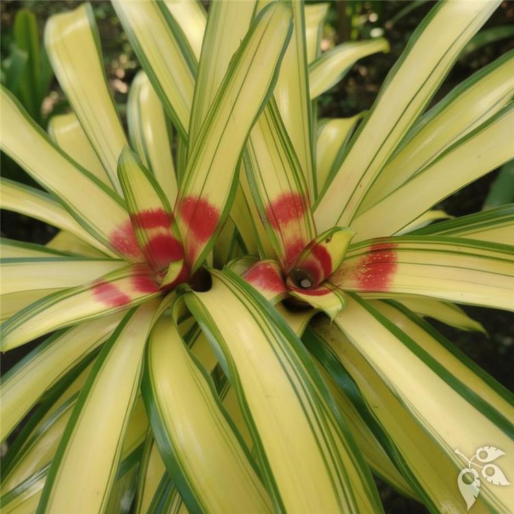 Bromeliad Neo Ardie 6"