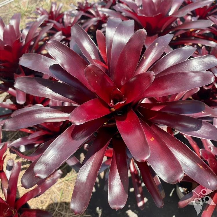 Bromeliad Neo Elwood 5"