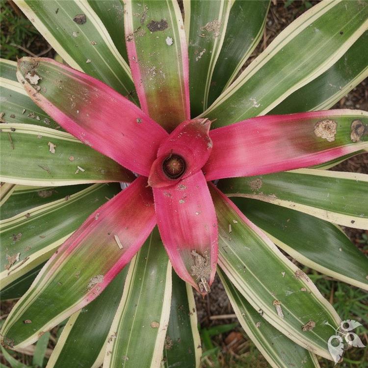 Bromeliad Neo Franca 6"