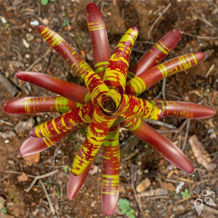 Bromeliad Neo Guacamole 4"