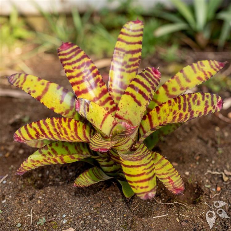 Bromeliad Neo High Voltage 6"