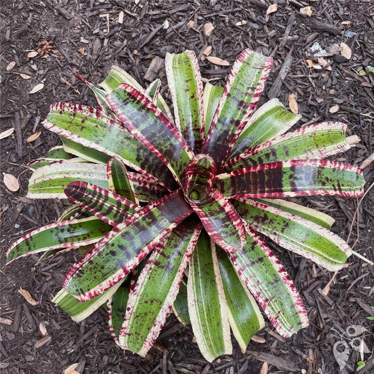 Bromeliad Neo Hypnotic 6"