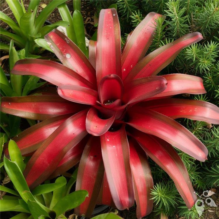 Bromeliad Neo Pimento 6"