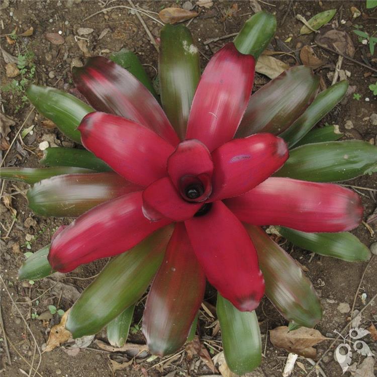 Bromeliad Neo Puppy Love 6"